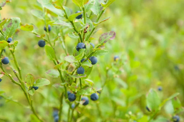 Jagoda Borówka Niebieski Borówki Busha Zbliżenie Upraw Żywności Owoców Liść — Zdjęcie stockowe