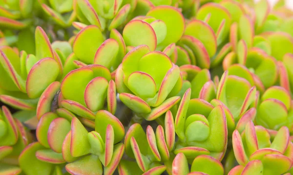 Background of red-edged crassula leaves — Stock Photo, Image