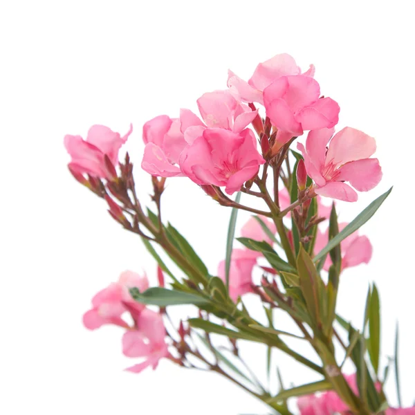 उज्ज्वल गुलाबी ओलेंडर फूल, अलग — स्टॉक फ़ोटो, इमेज