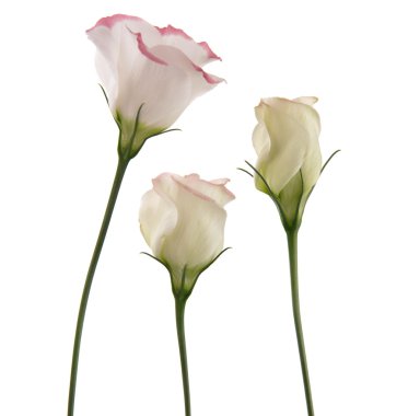 Beyaz pembe renklilik, çiçeklerle lisianthus trio