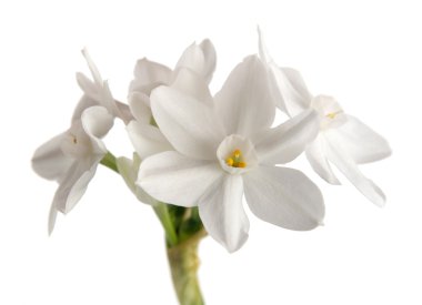 Paperwhite, Narcissus, Flowering, Bulbs, white, isolated, scented, fragrant, forced bulb, indoor, bloom clipart