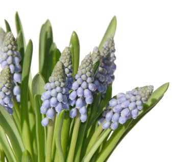 beyaz izole muscari demet