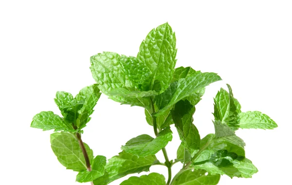 Bright green fresh mint branch, isolated on white — Stock Photo, Image