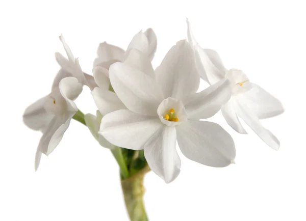 Paperwhite Narciso Floração Bolbos Branco Isolado Perfumado Perfumado Bulbo Forçado — Fotografia de Stock