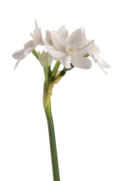 Paperwhite Narcisse Floraison Ampoules Blanc Isolé Parfumé Parfumé Ampoule Forcée — Photo
