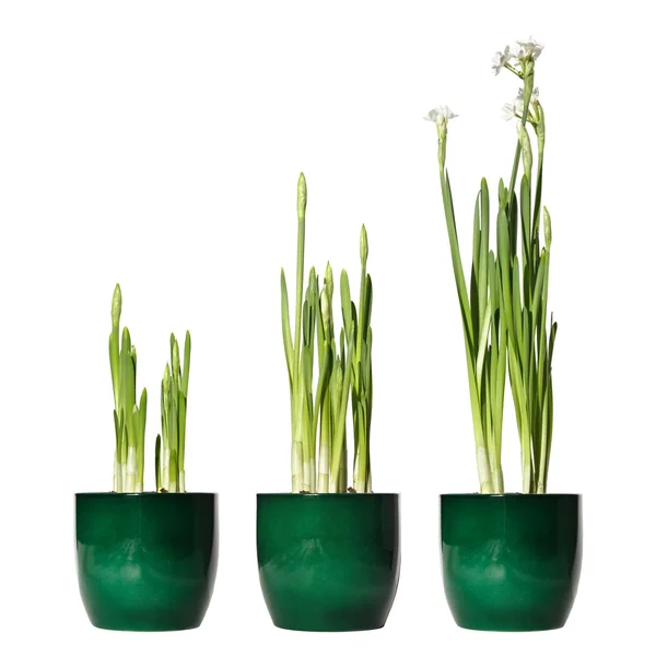 Paperwhite narcissus, forced bulbs in a pot, three days interval — Stock Photo, Image
