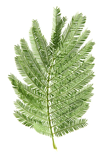 Mimosa leaf isolated on white background — Stock Photo, Image