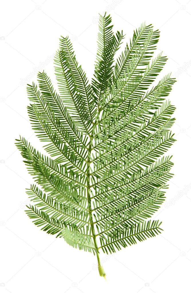 Mimosa leaf isolated on white background — Stock Photo © Tamara_k #4551033