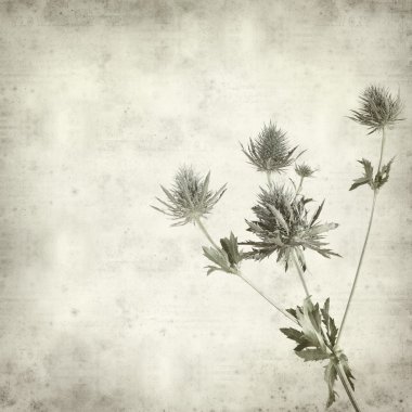Textured old paper background with Eryngium (sea holly, alpine t clipart