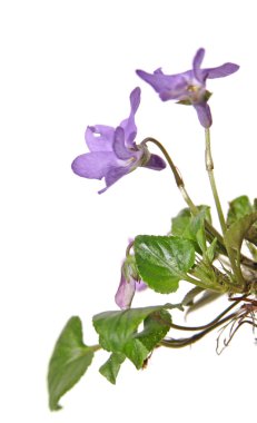 Viola canina, heath köpek-violet, heath violet, yan görünüm, Isola