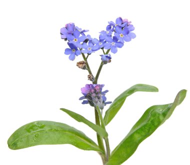 izole unutma (myosotis) Şubesi