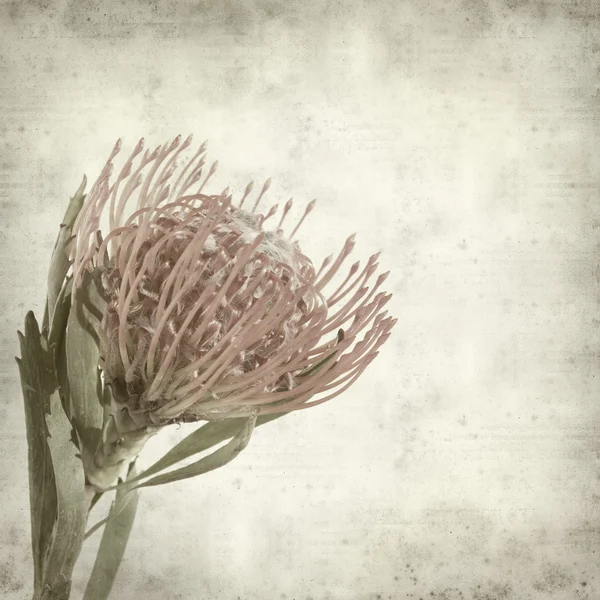 Stock image Textured old paper background with exotic red protea flower