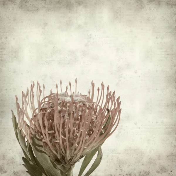 이국적인 빨간 protea 꽃과 오래 된 종이 배경 질감 — 스톡 사진