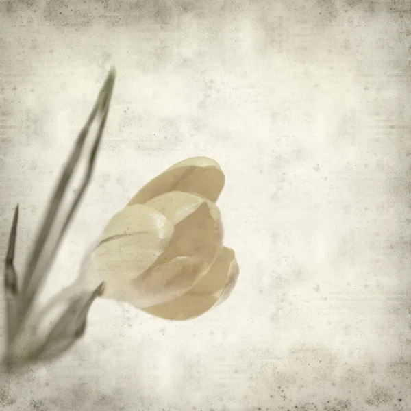 Textured Old Paper Background Crocus — Stock Photo, Image