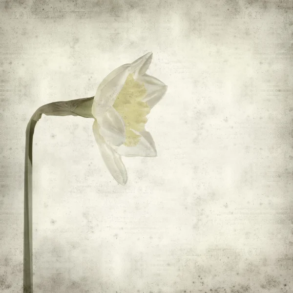 stock image Textured old paper background with narcissi