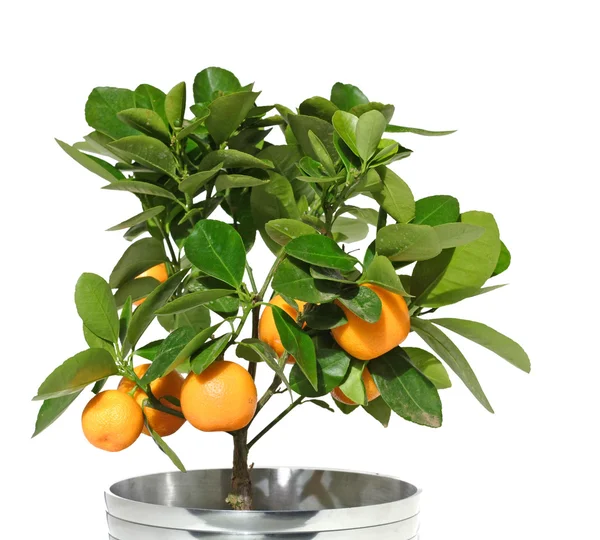 Potted citrus tree in a metallic pot, isolated — 图库照片