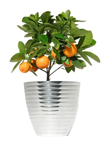 Potted citrus tree in a metallic pot, isolated — 图库照片