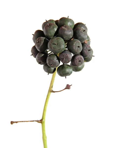 Hedera Hibernica Atlantic Ivy Irish Ivy Ягодный Кластер Изолированный — стоковое фото