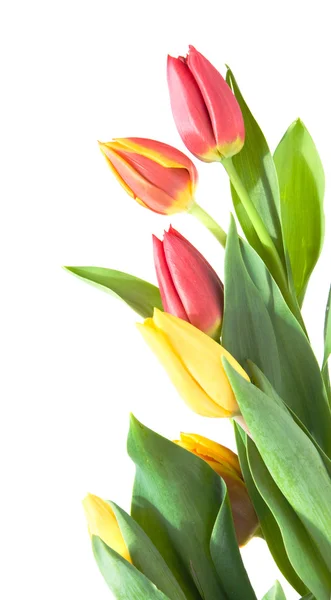Borda de tulipas amarelas, variegadas e vermelhas isoladas em branco — Fotografia de Stock