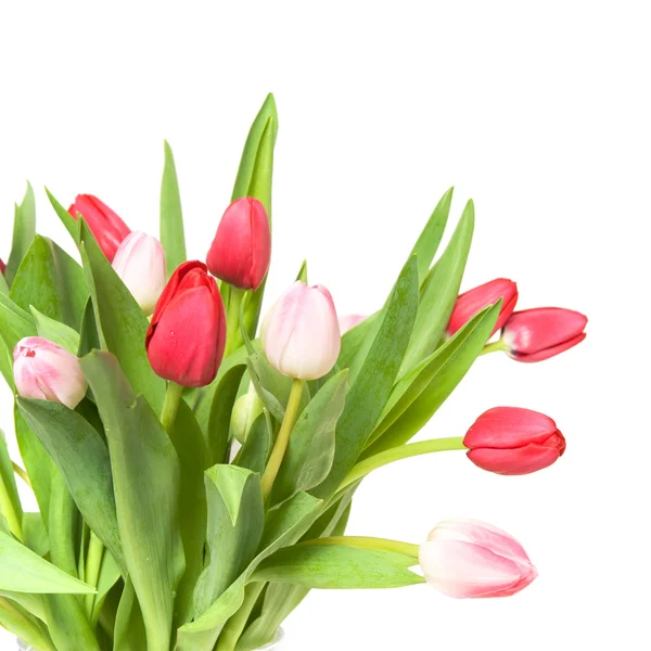 Bündel rosa, weißer und roter Tulpen auf weißem Grund — Stockfoto