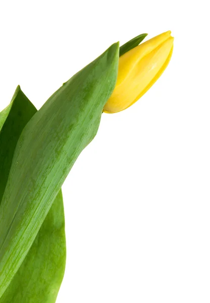 Brote Tulipán Amarillo Que Emerge Las Hojas Envoltura Aislado Blanco — Foto de Stock