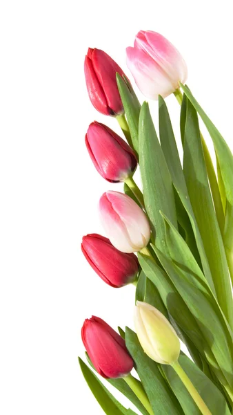 Rand Aus Rosa Weißen Und Roten Tulpen Isoliert Auf Weiß — Stockfoto