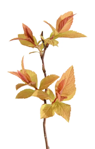 Κλαδί με νέα φύλλα, απομονωμένη — Φωτογραφία Αρχείου