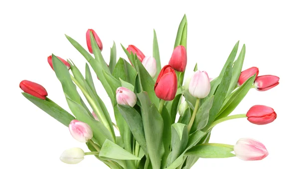 Bos Van Roze Wit Rood Tulpen Geïsoleerd Wit — Stockfoto