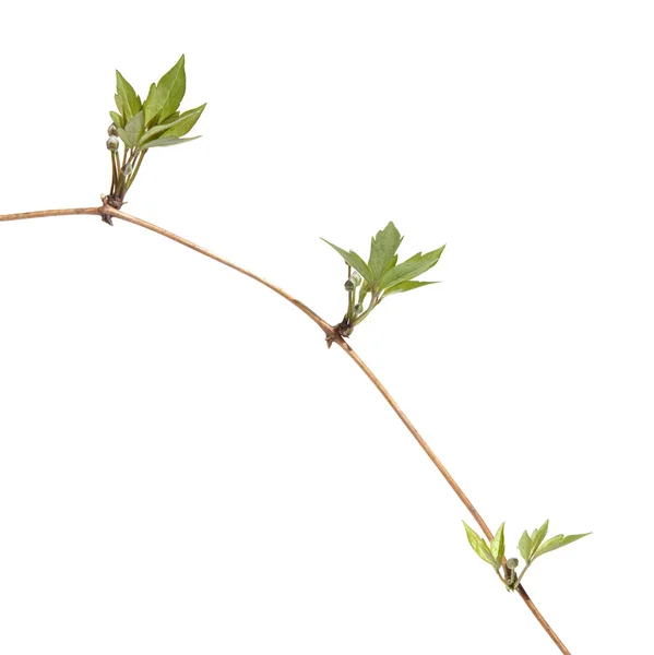 Clematis Vine Buds Clusters Isolated — Stock Photo, Image