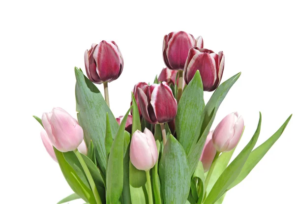 Bunch Rosa Mørk Lilla Varierte Tulipaner Isolert Hvit – stockfoto