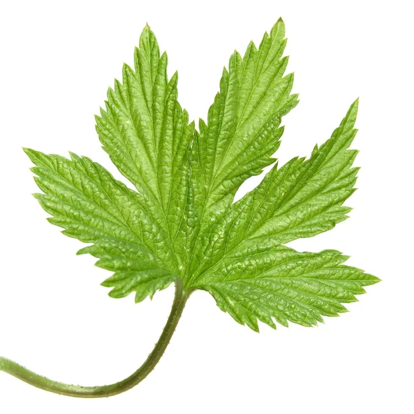 Young Wild Hops Leaf Isolated — Stock Photo, Image