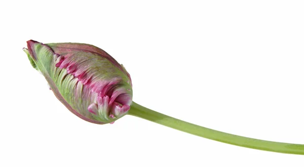 Papagaio tulipa botão isolado — Fotografia de Stock