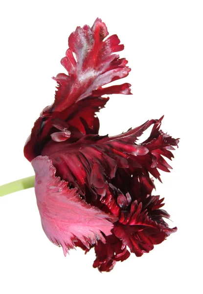 Dark Purple Parrot Tulip Isolated — Stock Photo, Image
