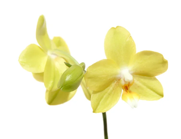 Gele Phalaenopsis Orchid Geïsoleerd Wit — Stockfoto
