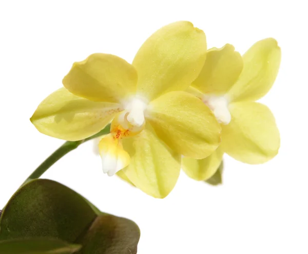 Phalaenopsis – stockfoto