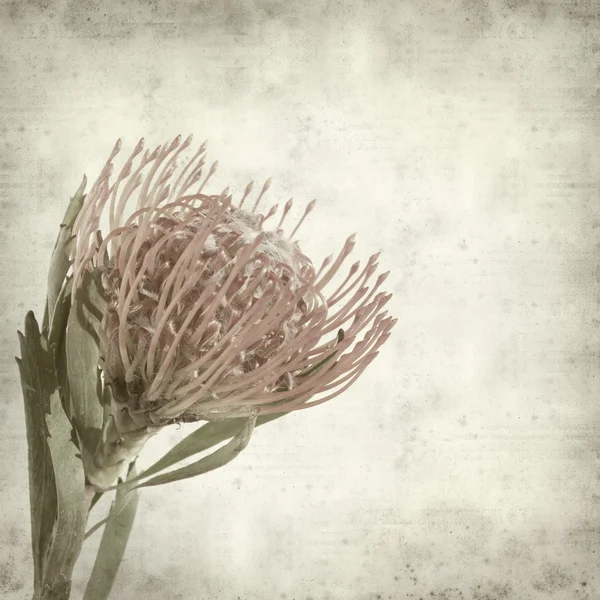 Textured old paper background with exotic red protea flower Stock Photo