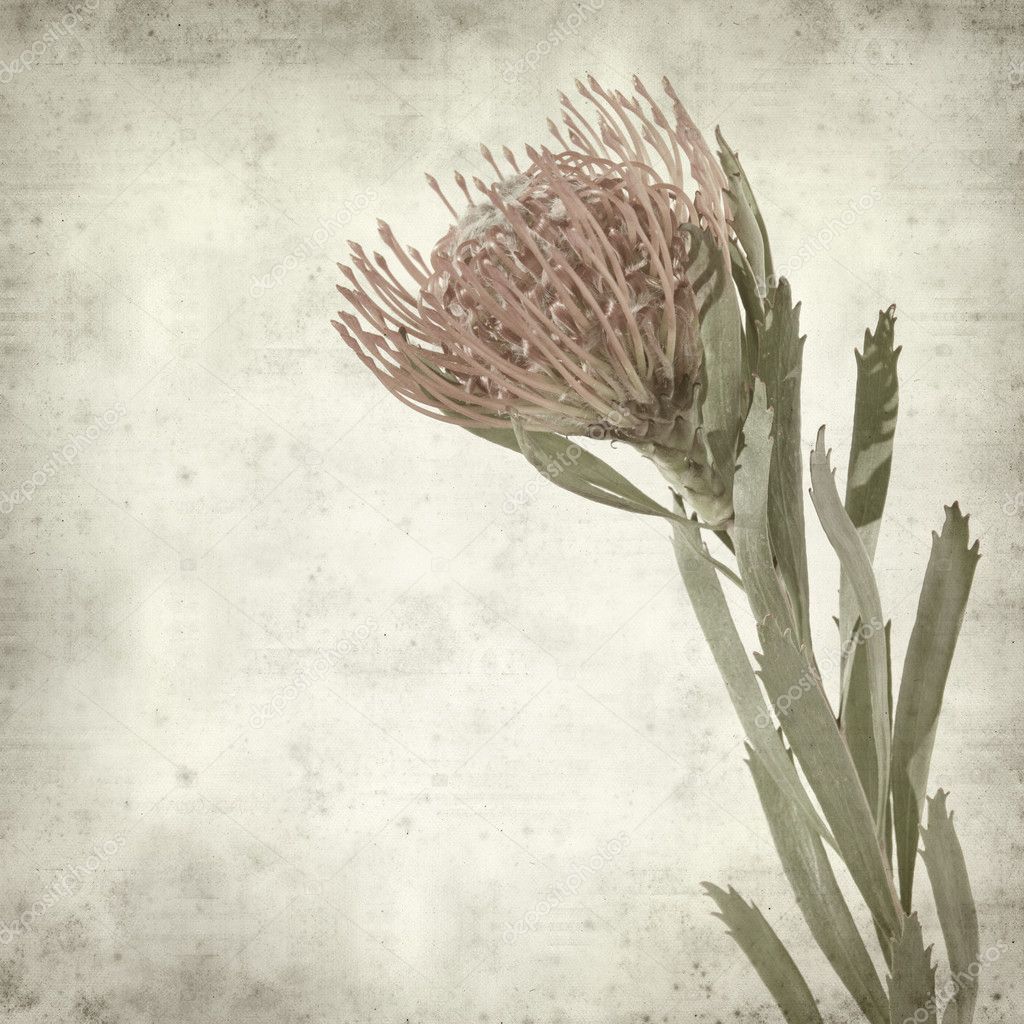 Textured old paper background with exotic red protea flower — Stock ...