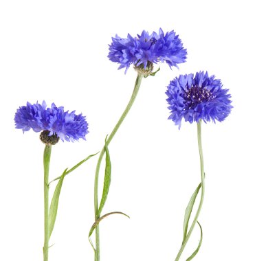 Dark blue cornflower clipart