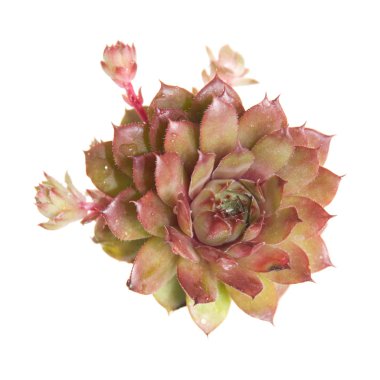 Sempervivum üzerinde beyaz izole yeni Bitkicik ile