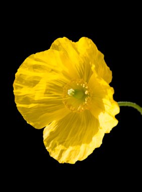 Welsh poppy (Meconopsis cambrica) isolated clipart