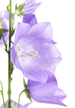 izole bellflower (campanula), tek gövde,