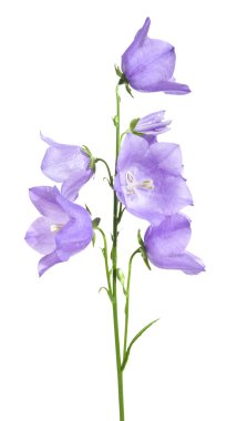 izole bellflower (campanula), tek gövde,