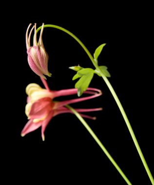 İzole pembe Bahçe uzun mahmuzlu aquilegia (columbine)