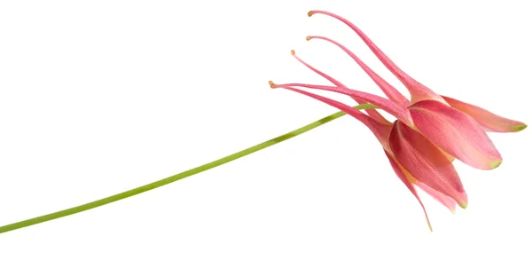 Rózsaszín kerti aquilegia (harangláb) elszigetelt — Stock Fotó