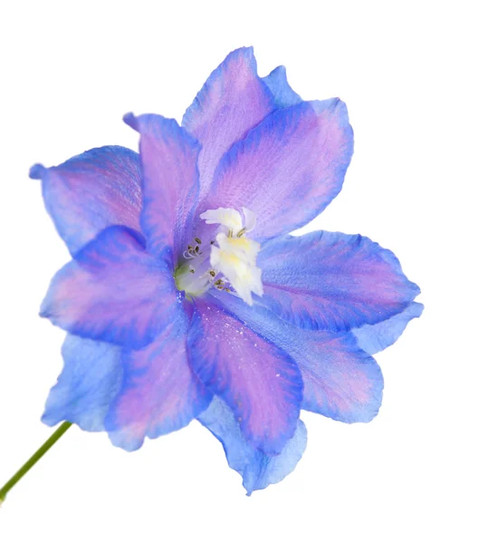 Flor Delphinium —  Fotos de Stock