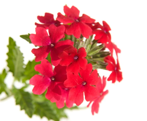 Verbena jardim vermelho — Fotografia de Stock