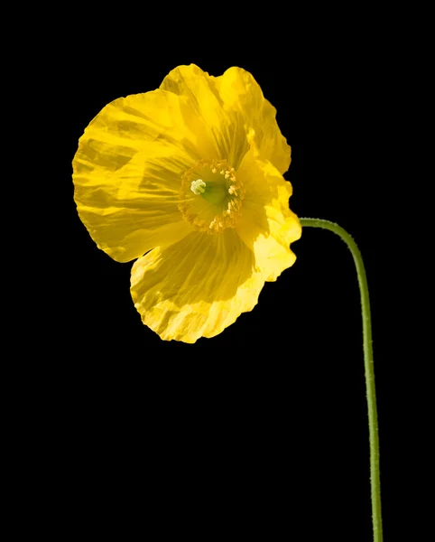 stock image Welsh poppy (Meconopsis cambrica) isolated