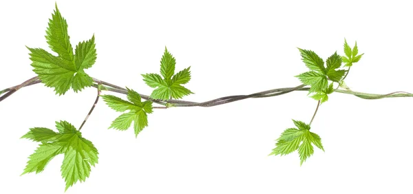 Hopfen Pflanze gewundenen Weinstock, junge Blätter — Stockfoto