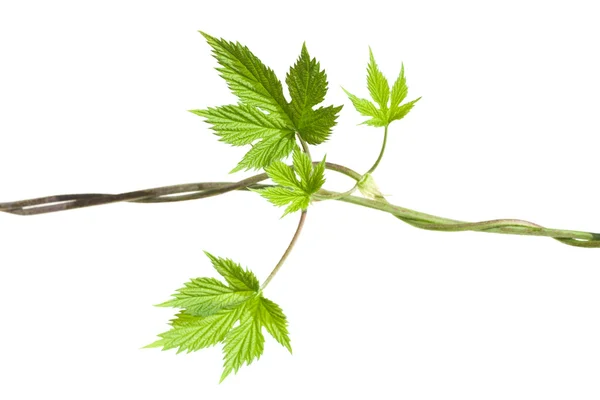 Hops plant twined vine, young leaves — Stock Photo, Image