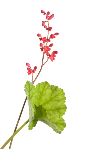 Heuchera sanguinea ("koraal bells"), flower spike en blad, isola — Stockfoto